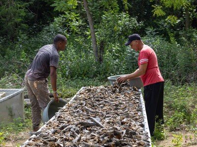  Pez diablo encuentra posible mercado en comunidad de Montecristi